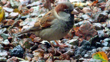 House Sparrow - right click on image to get a new window displaying a 1920x1080 image to download